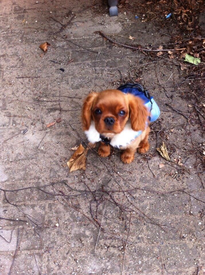 Cavalier king charles spaniel Bumle billede 18