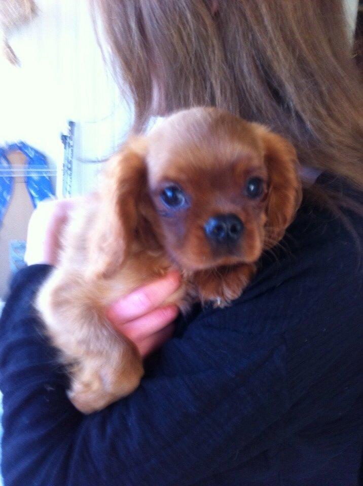 Cavalier king charles spaniel Bumle billede 20