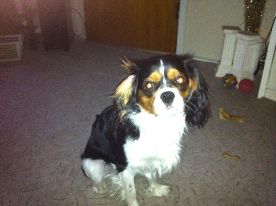 Cavalier king charles spaniel Luke billede 20