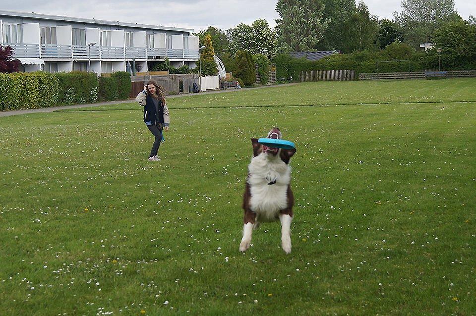 Australian shepherd Lexus - Fik den! (foto: Patrick Witting) billede 12