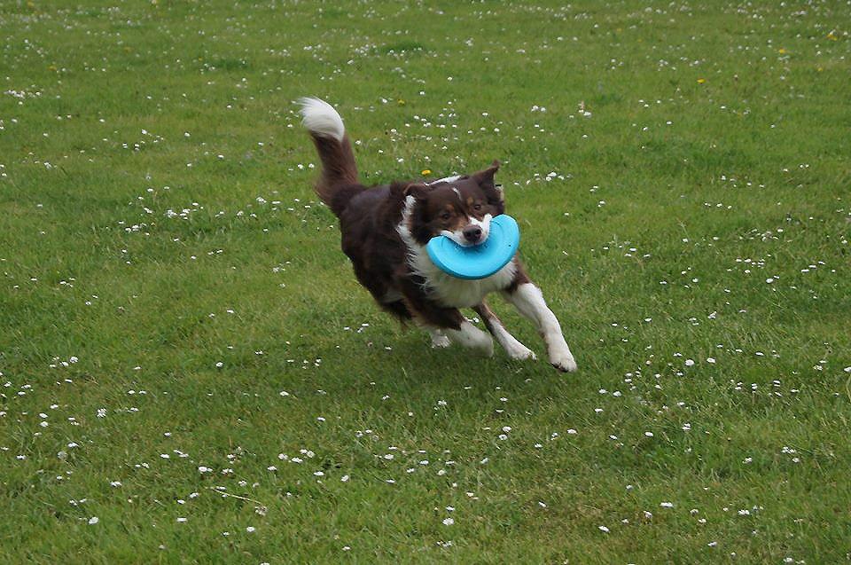 Australian shepherd Lexus - Og løbe løbe.. billede 13