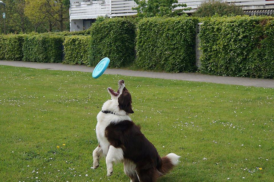 Australian shepherd Lexus - Jeg har den! billede 14