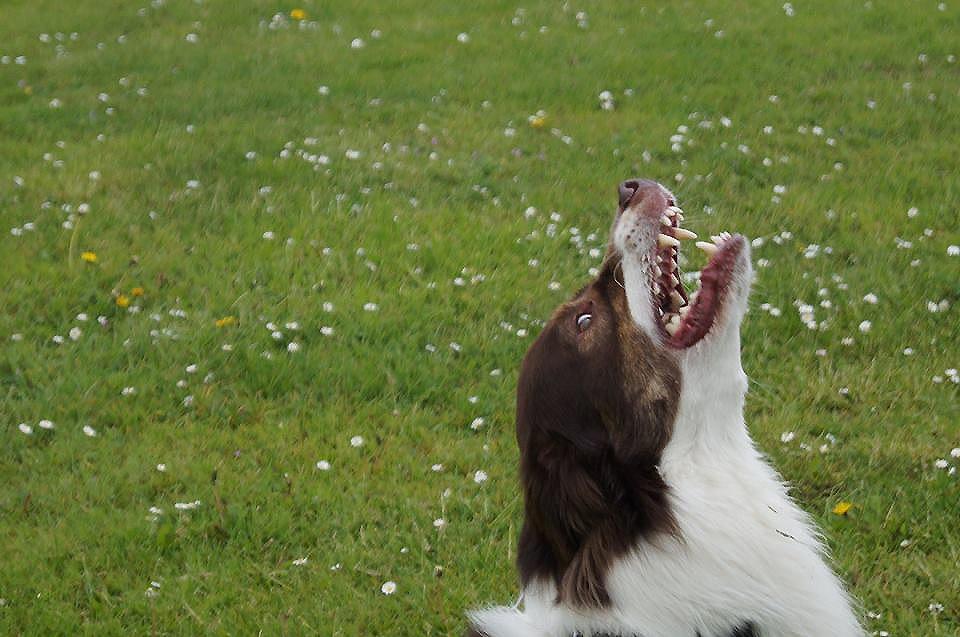 Australian shepherd Lexus - Maad! billede 15