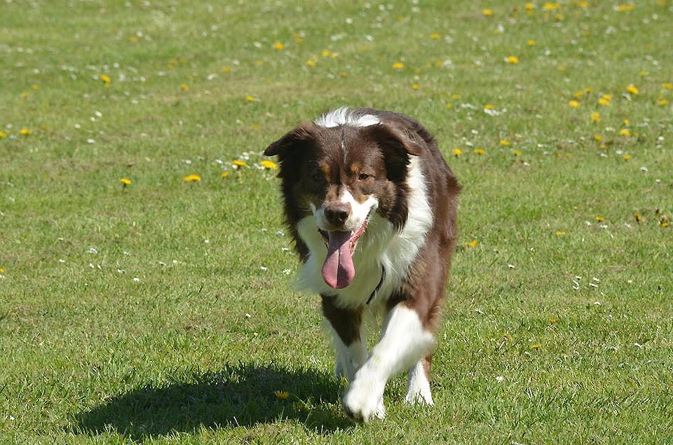 Australian shepherd Lexus - For så lækker er jeg! billede 16