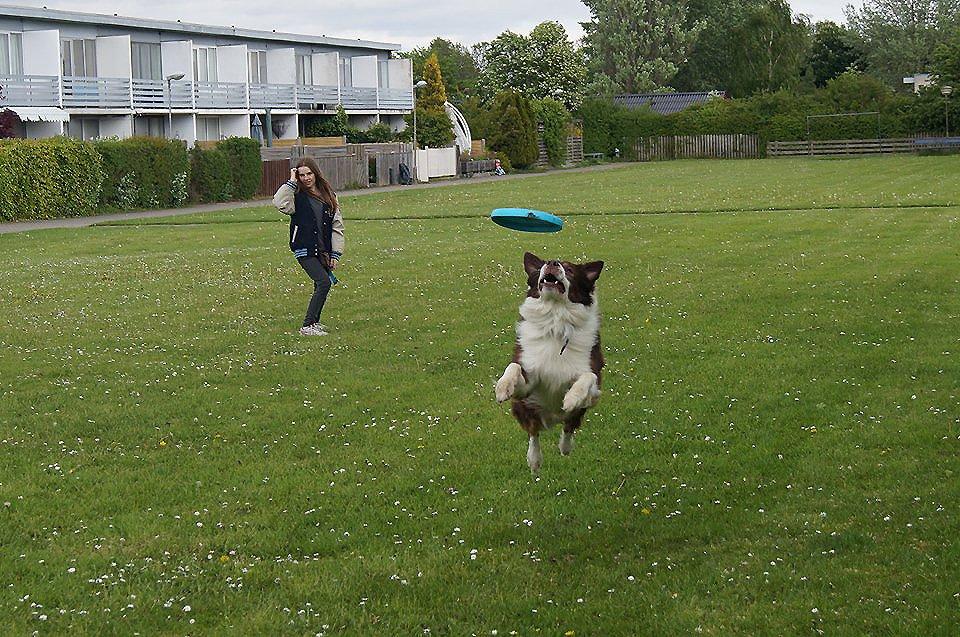 Australian shepherd Lexus - Så spilles der frisbee! Jeg har den næsten! billede 11