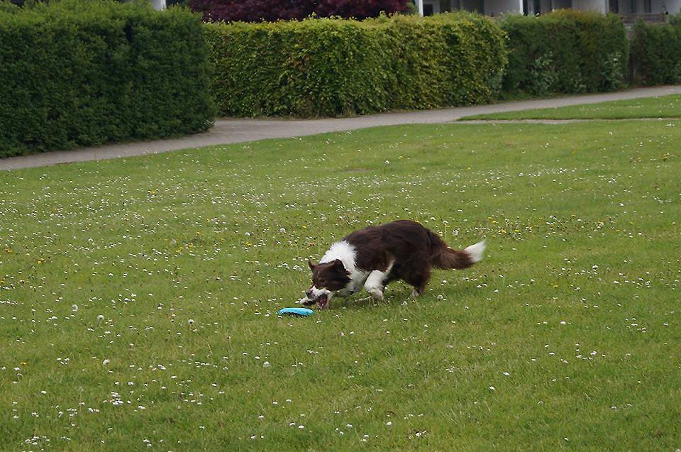 Australian shepherd Lexus - Noo fik den ikke! billede 17
