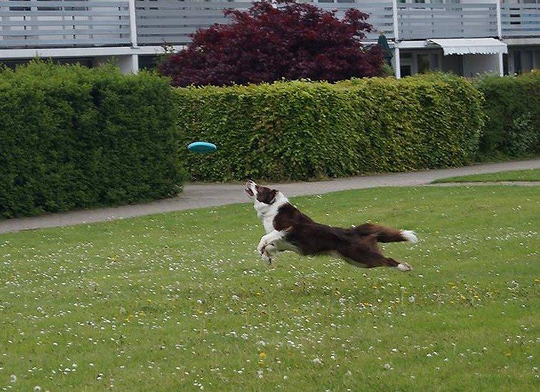 Australian shepherd Lexus - Jeg er blevet et flyveegern! billede 19