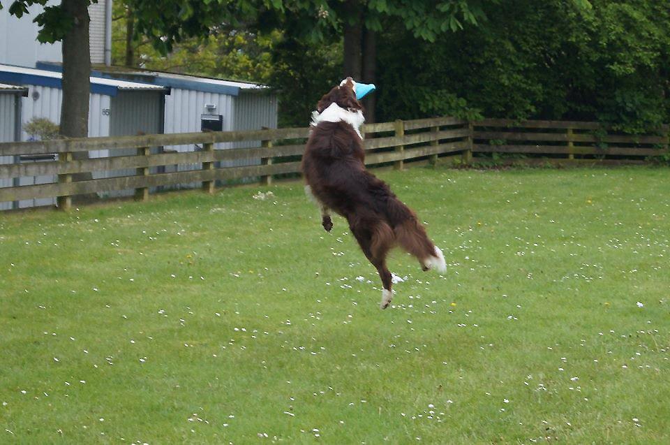 Australian shepherd Lexus - Wuhu! Greb den! billede 18