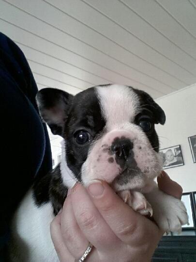 Fransk bulldog Elliot  billede 2