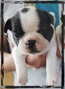 Fransk bulldog Elliot  billede 3