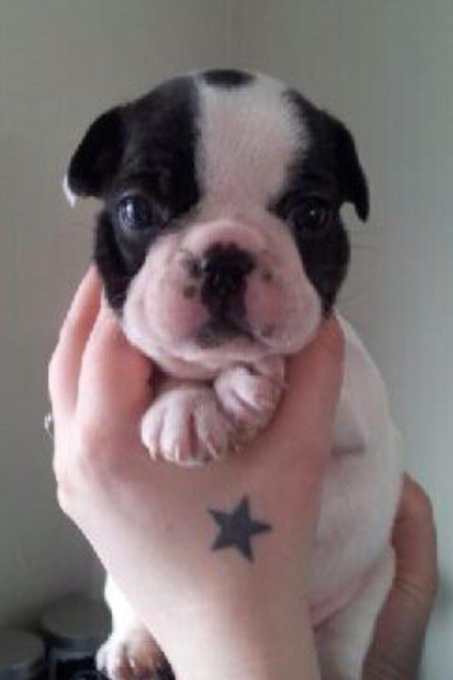 Fransk bulldog Elliot  billede 13