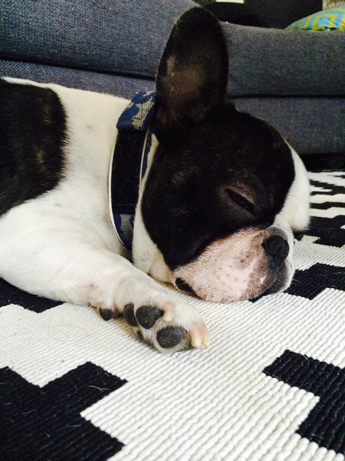 Fransk bulldog Elliot  billede 4