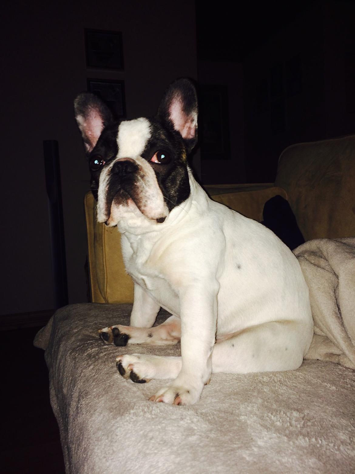 Fransk bulldog Elliot  billede 5