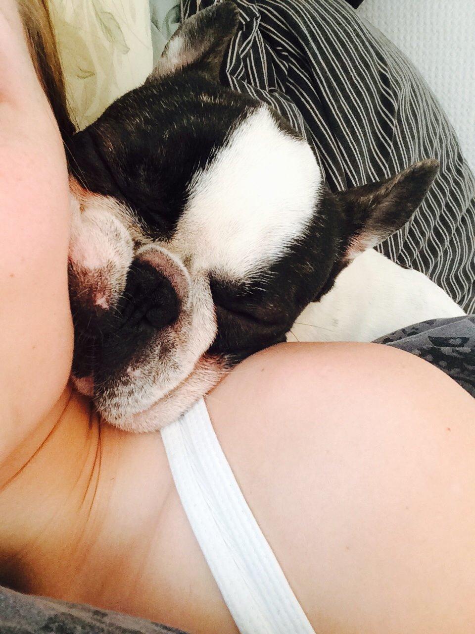 Fransk bulldog Elliot  billede 6