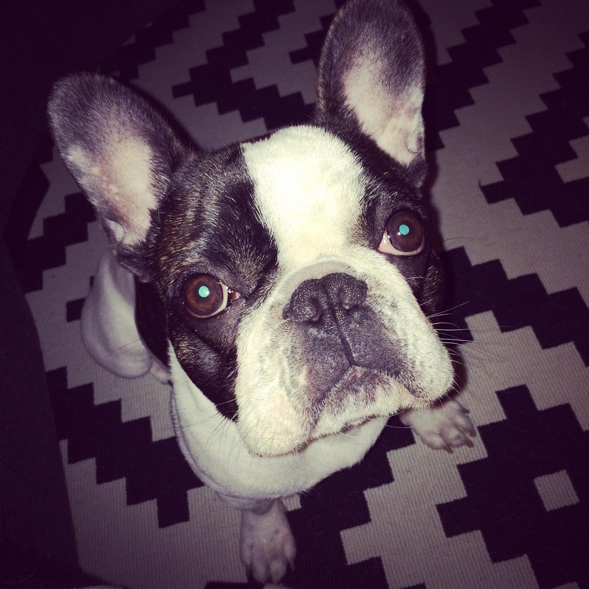 Fransk bulldog Elliot  billede 7