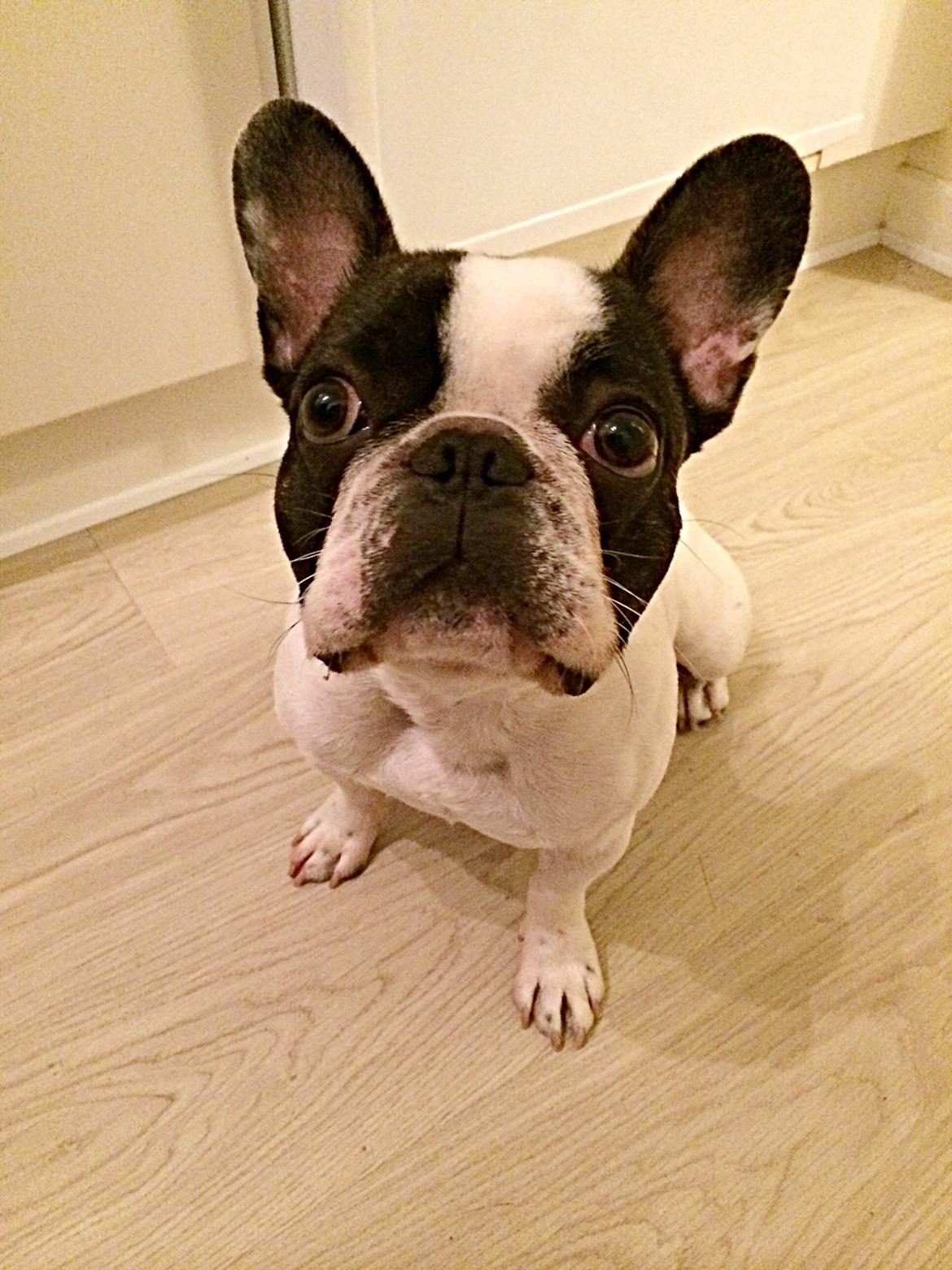 Fransk bulldog Elliot  billede 8