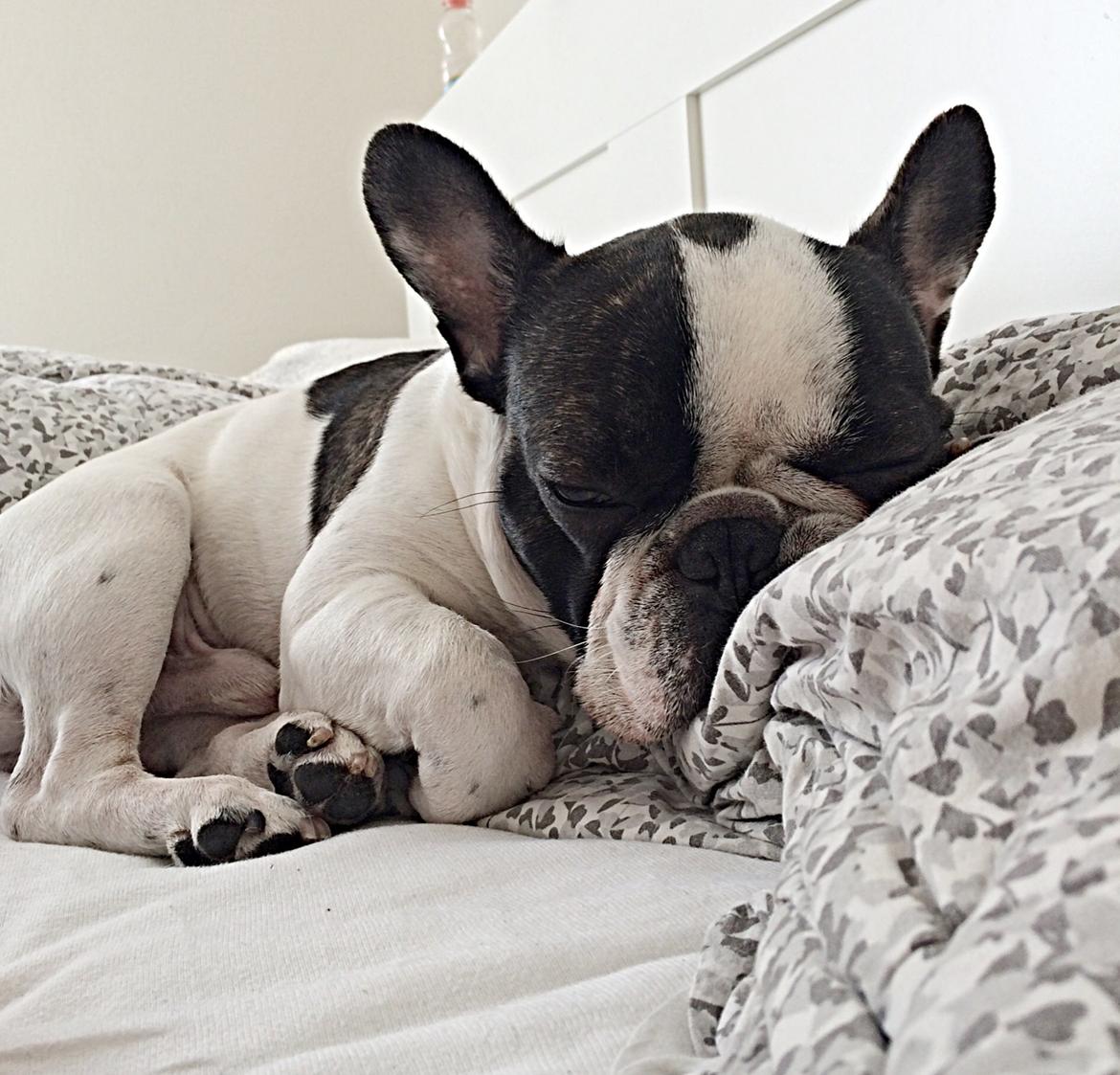 Fransk bulldog Elliot  billede 9