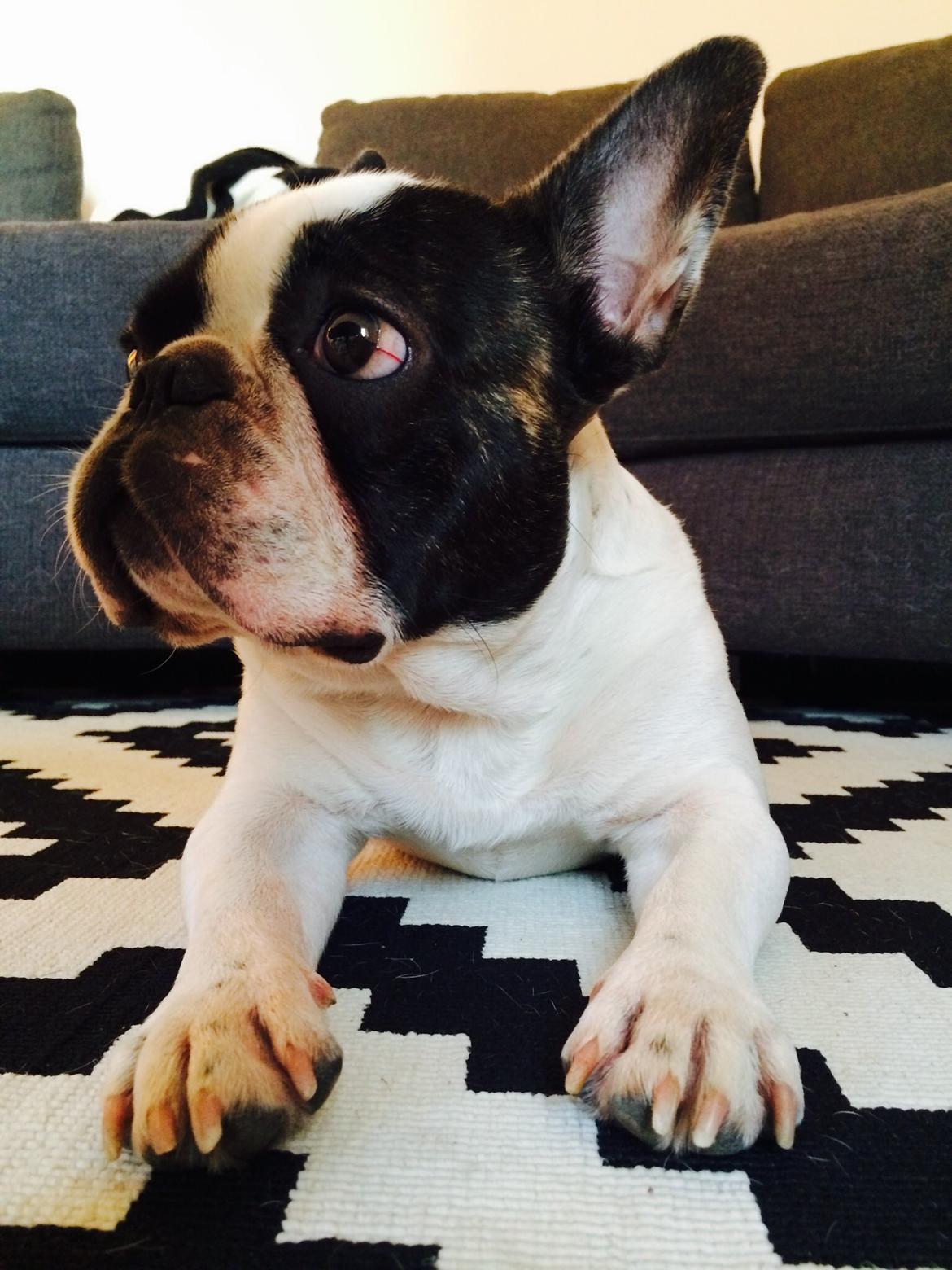 Fransk bulldog Elliot  billede 10