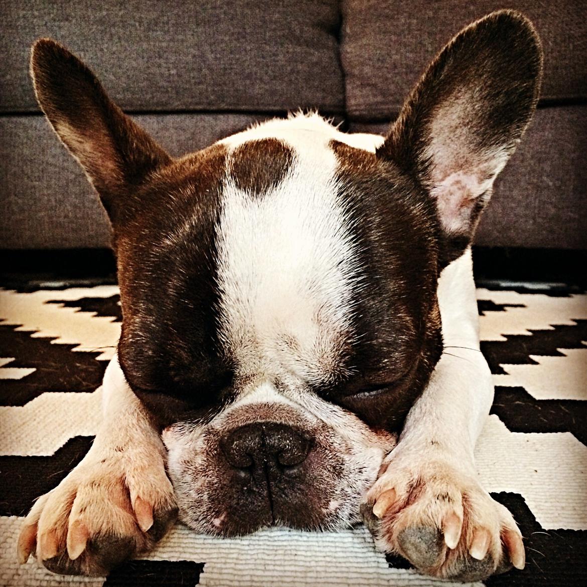 Fransk bulldog Elliot  billede 11