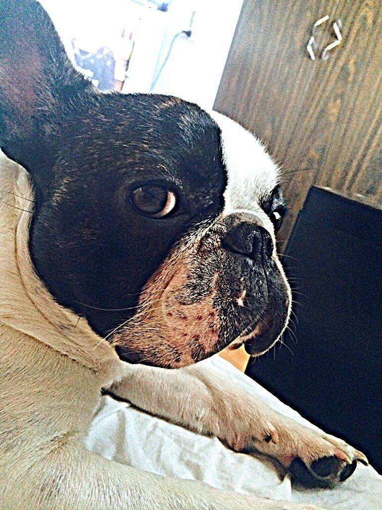 Fransk bulldog Elliot  billede 12