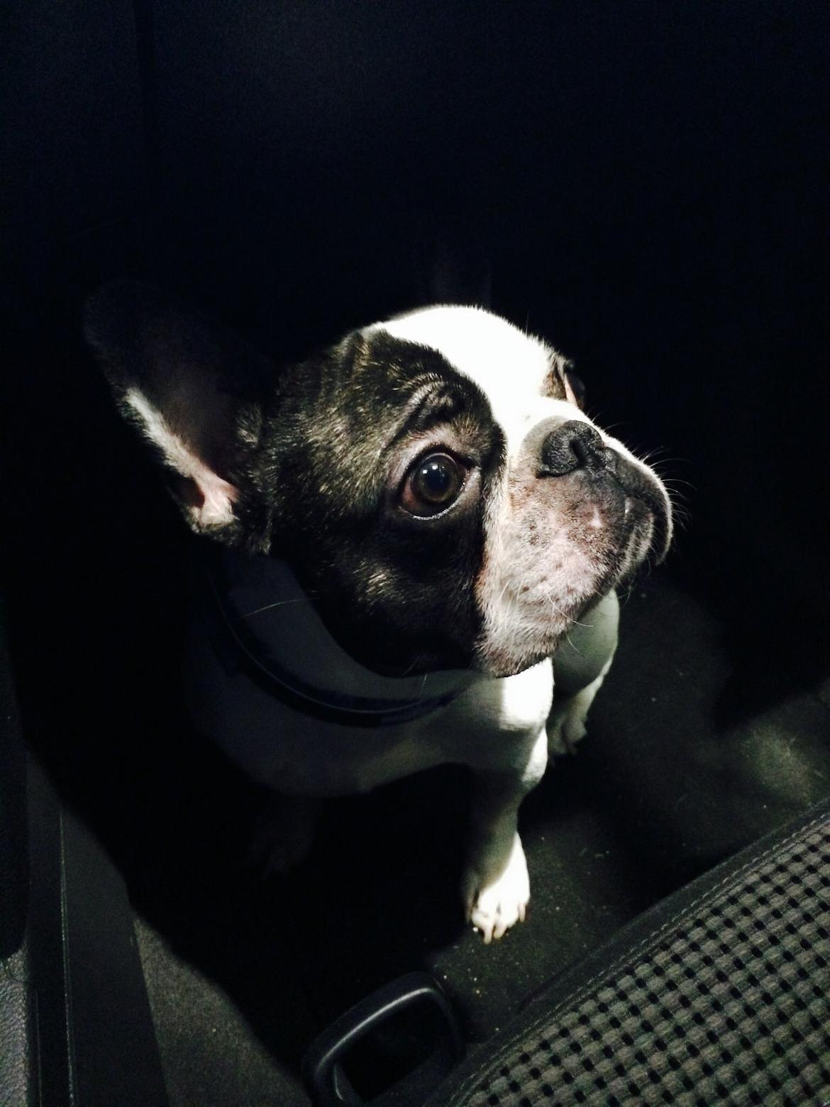 Fransk bulldog Elliot  billede 1