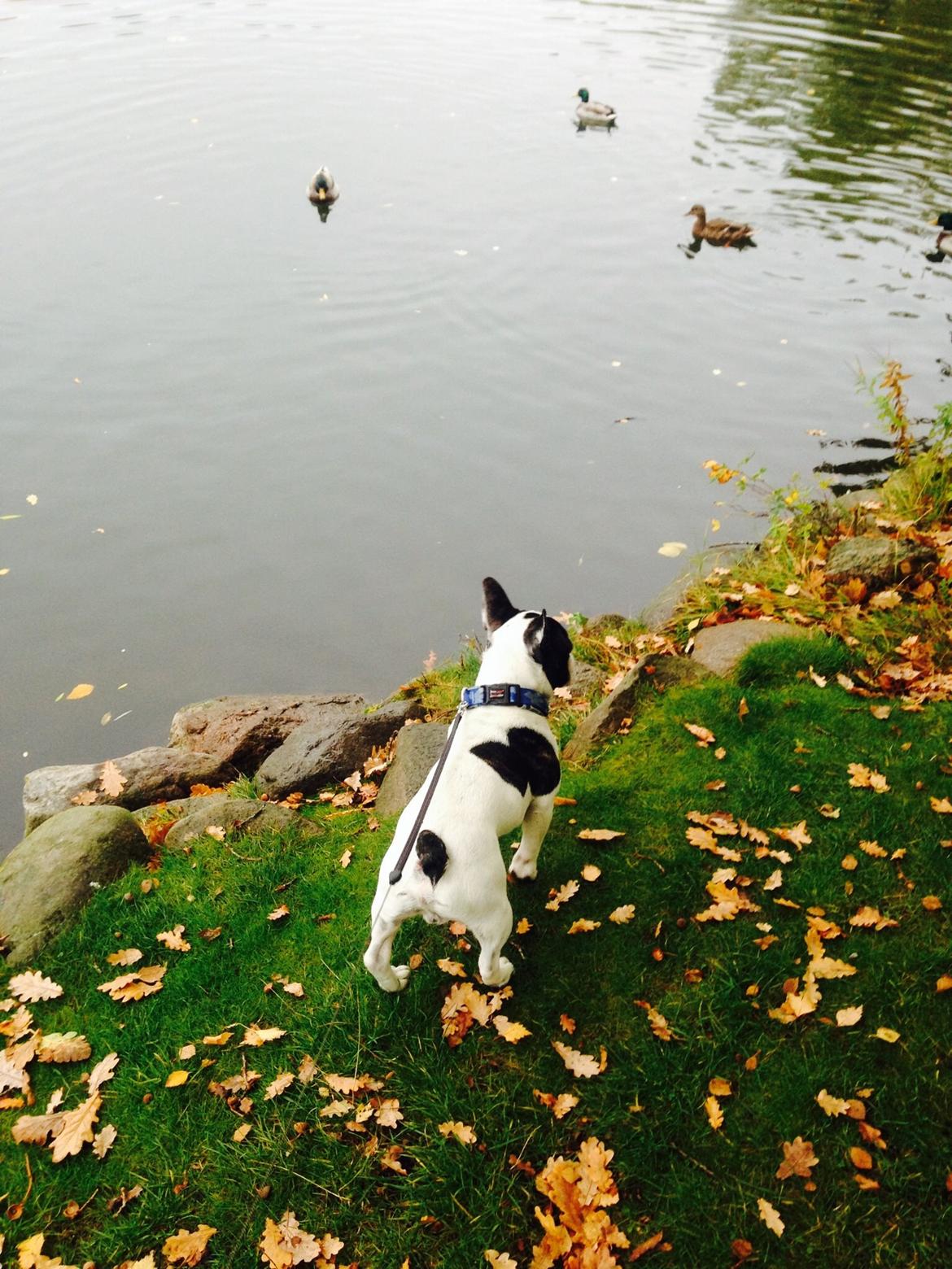 Fransk bulldog Elliot  billede 14