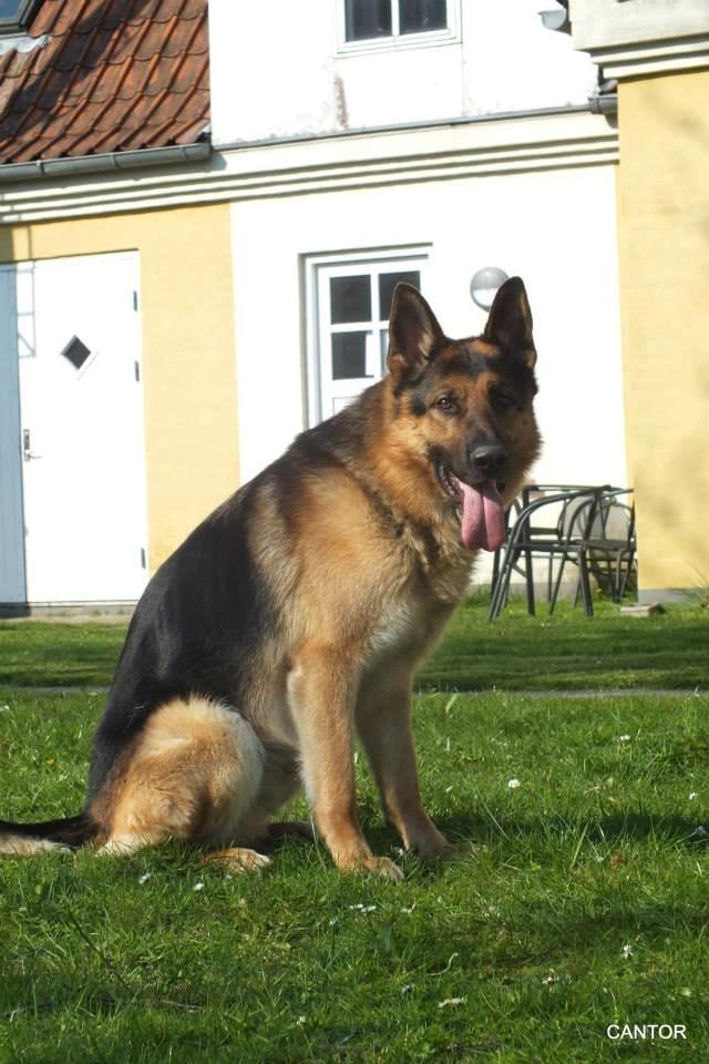 Schæferhund Rex billede 4