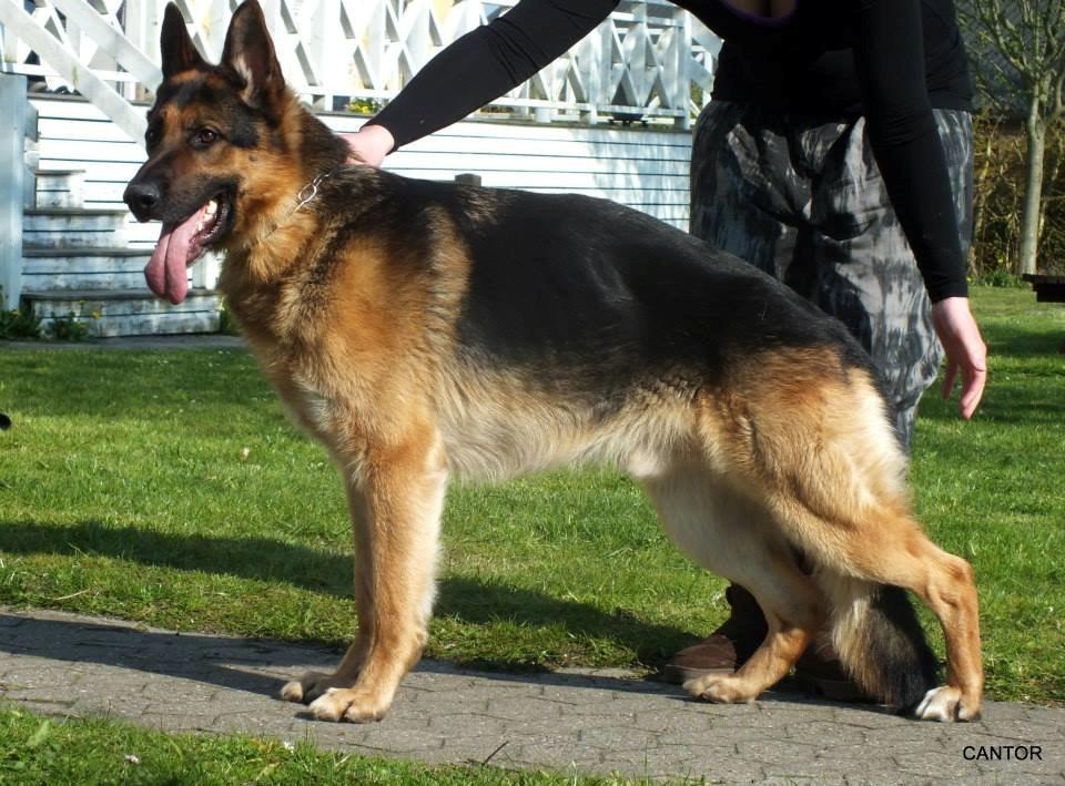 Schæferhund Rex billede 1
