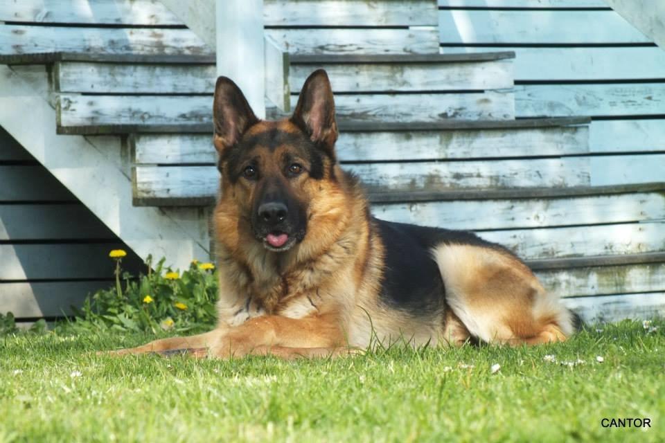 Schæferhund Rex billede 6