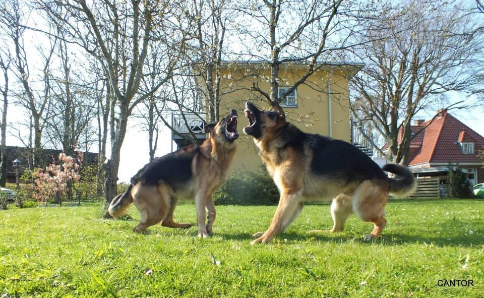 Schæferhund Rex billede 10
