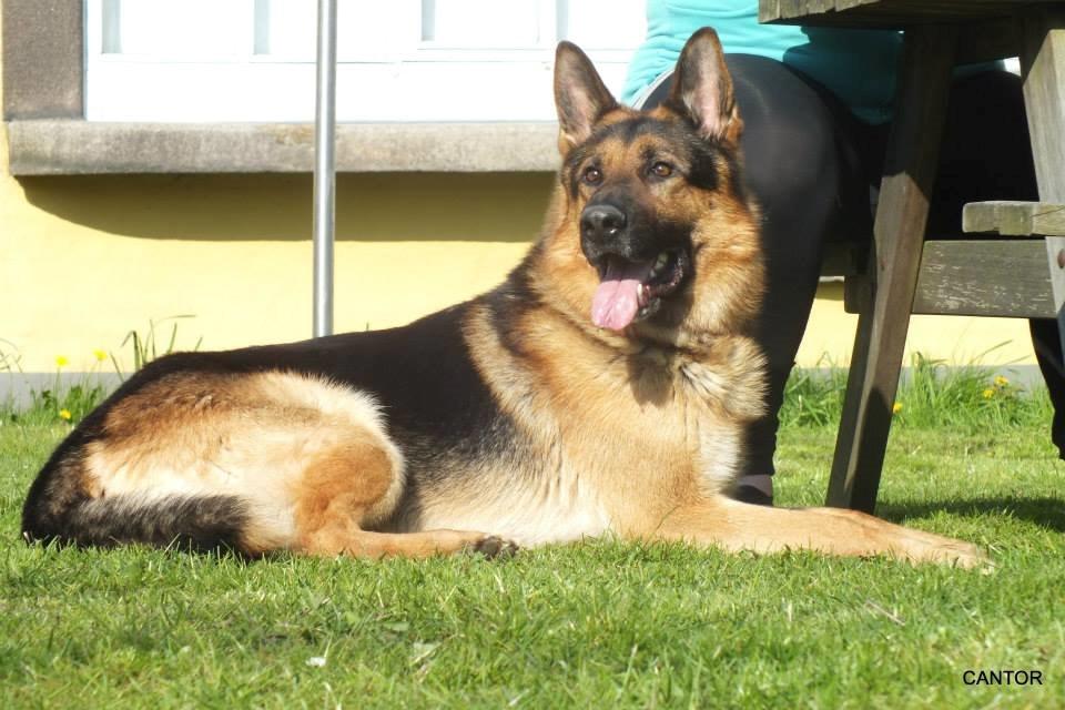 Schæferhund Rex billede 7