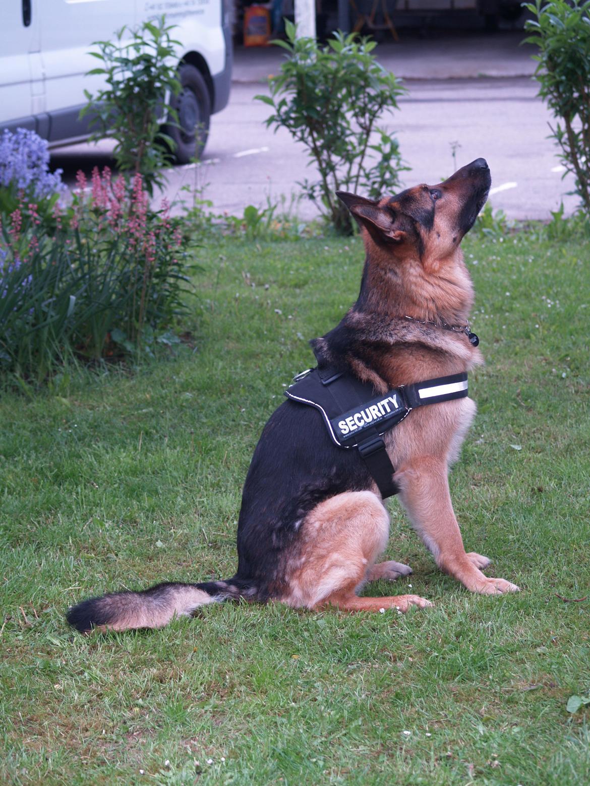 Schæferhund Rex billede 8