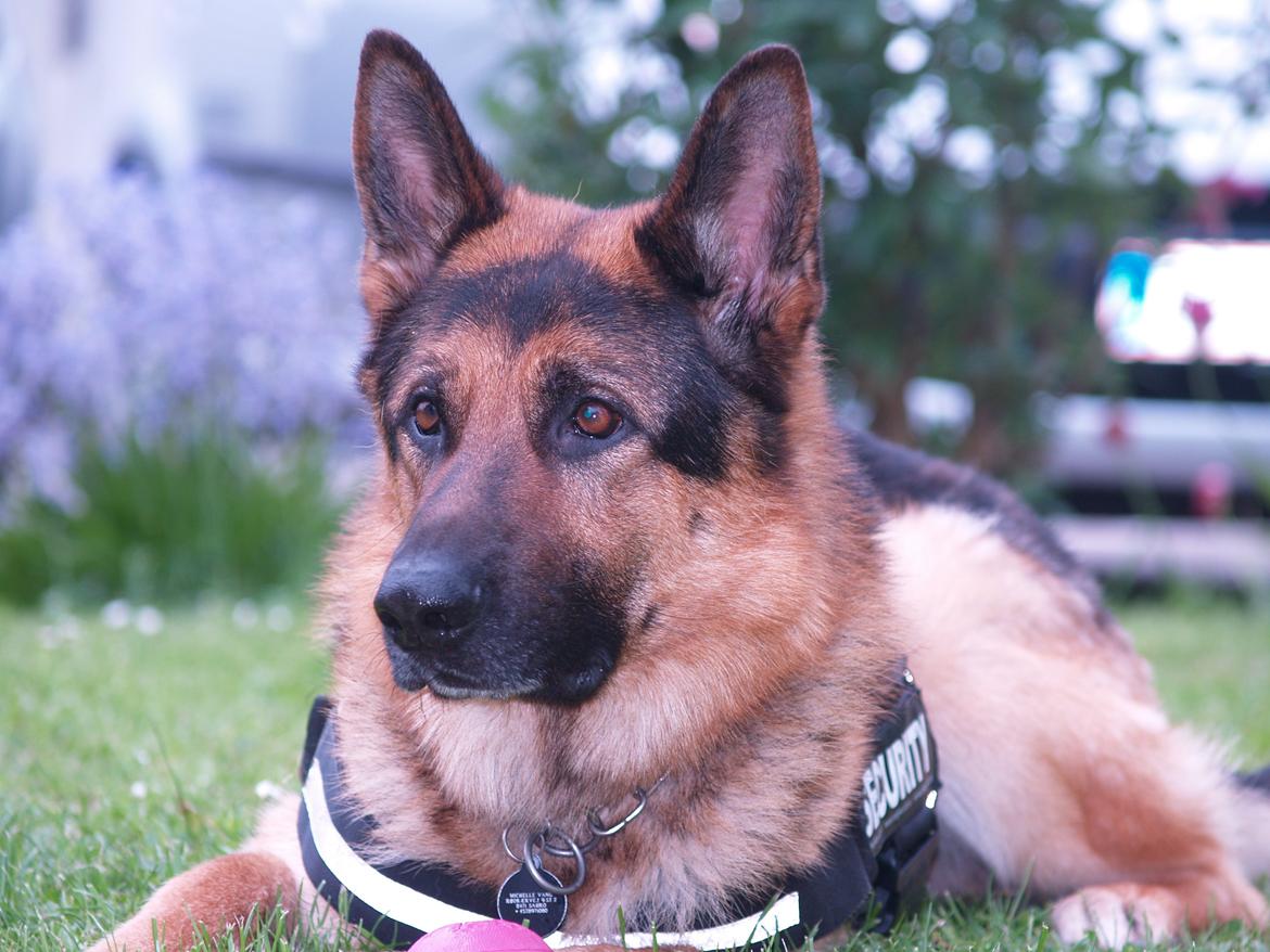 Schæferhund Rex billede 9