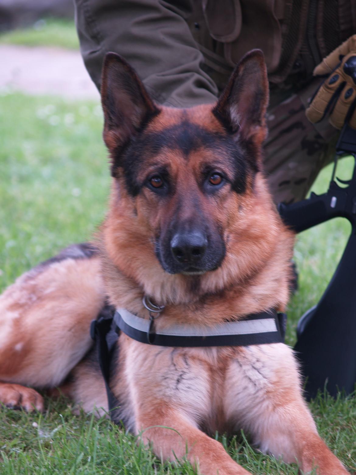 Schæferhund Rex billede 2