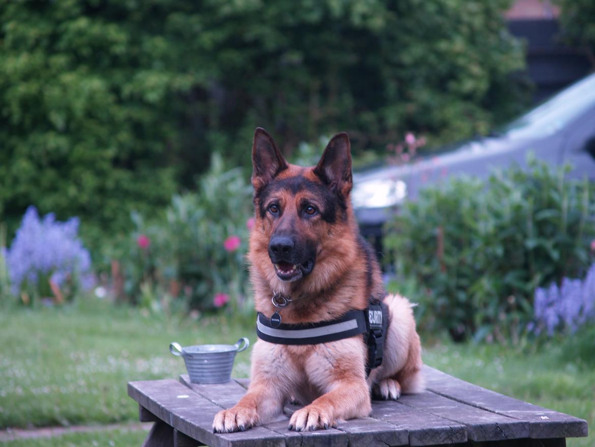 Schæferhund Rex billede 5