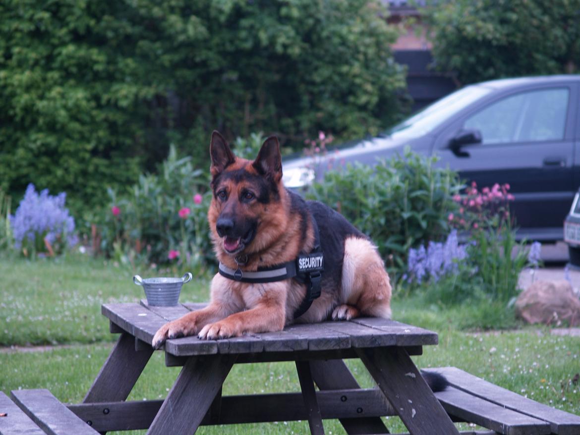 Schæferhund Rex billede 12