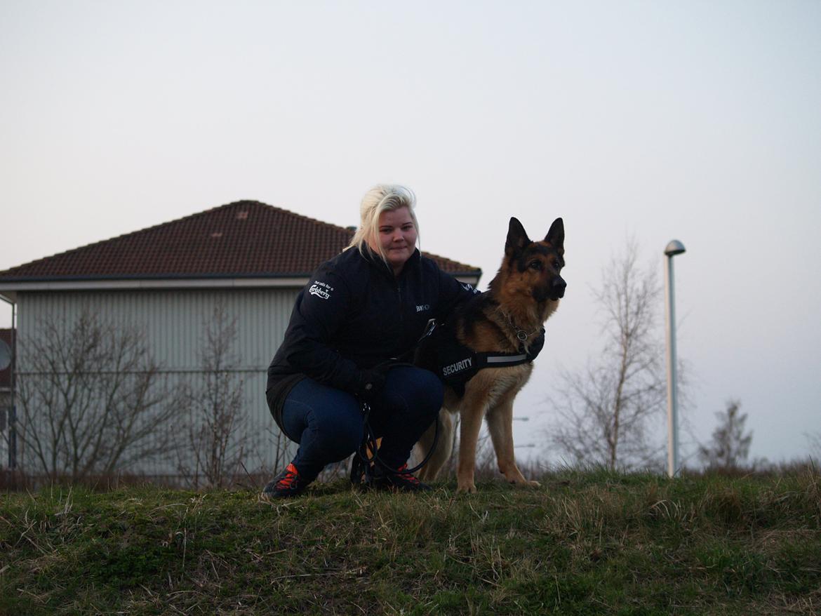 Schæferhund Rex billede 3