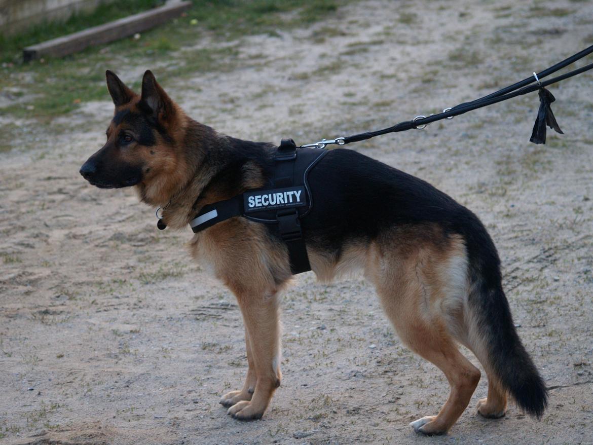 Schæferhund Rex billede 11