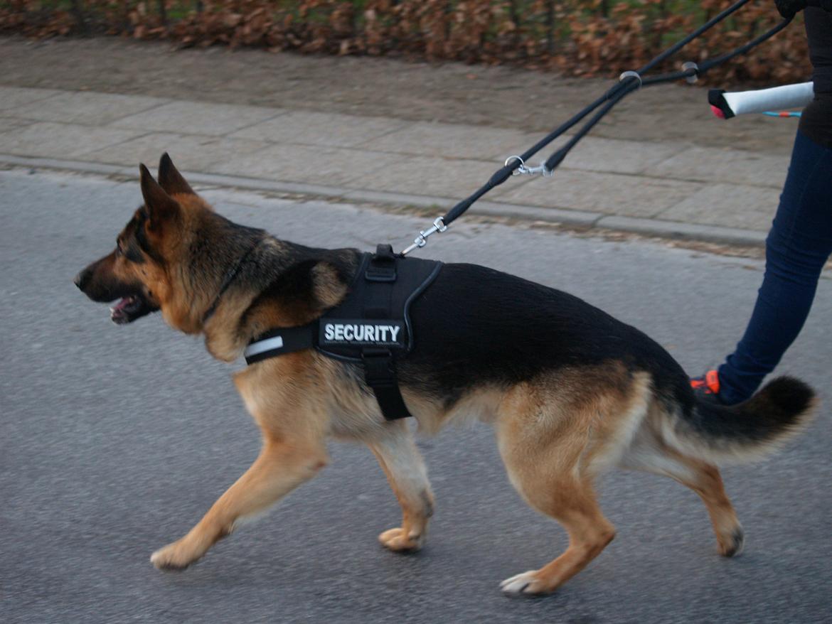 Schæferhund Rex billede 13