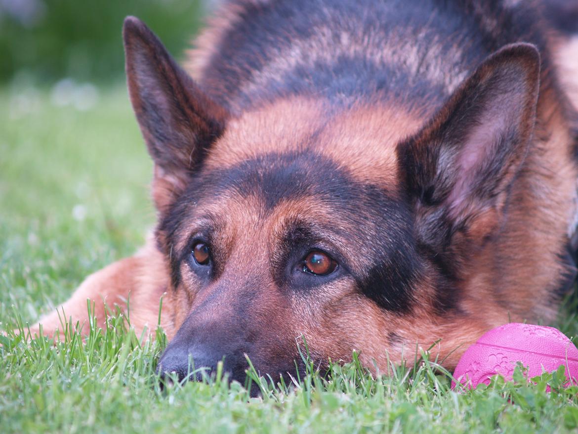 Schæferhund Rex billede 14
