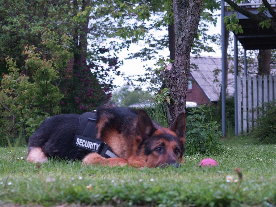 Schæferhund Rex billede 15