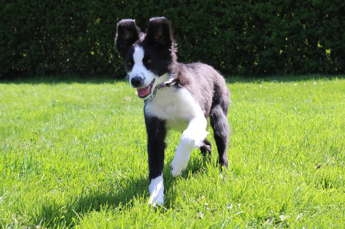 Border collie og labrador -Bailey billede 9