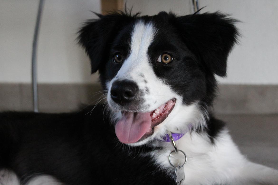 Border collie og labrador -Bailey billede 14