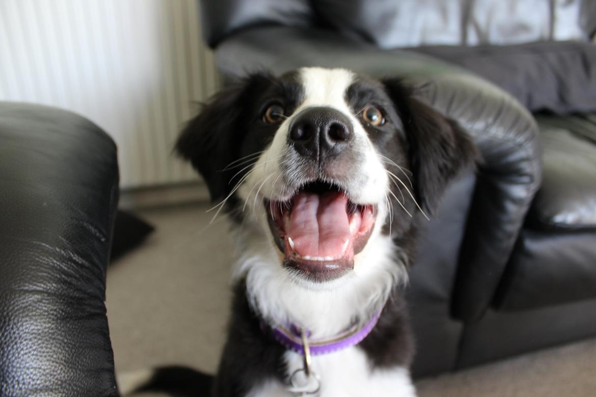 Border collie og labrador -Bailey billede 1