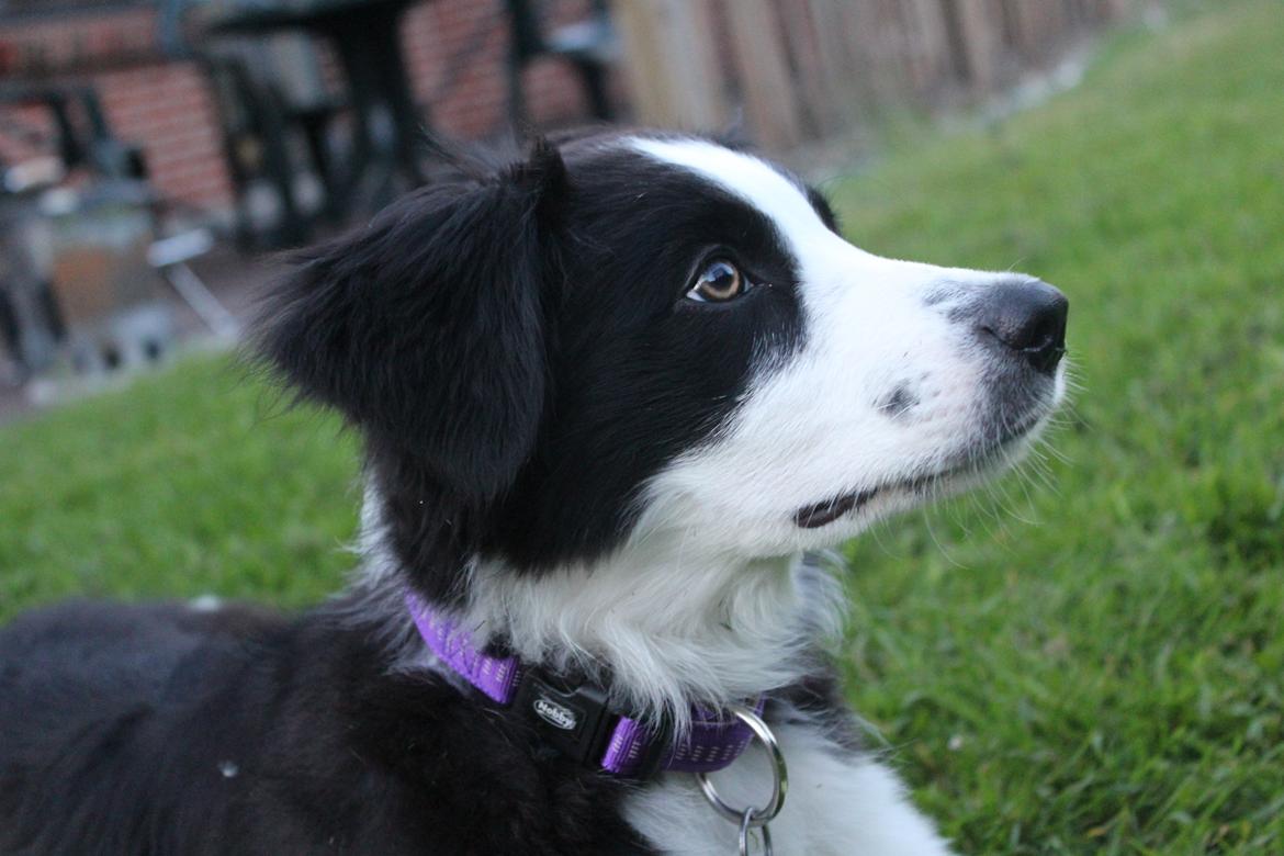 Border collie og labrador -Bailey billede 8
