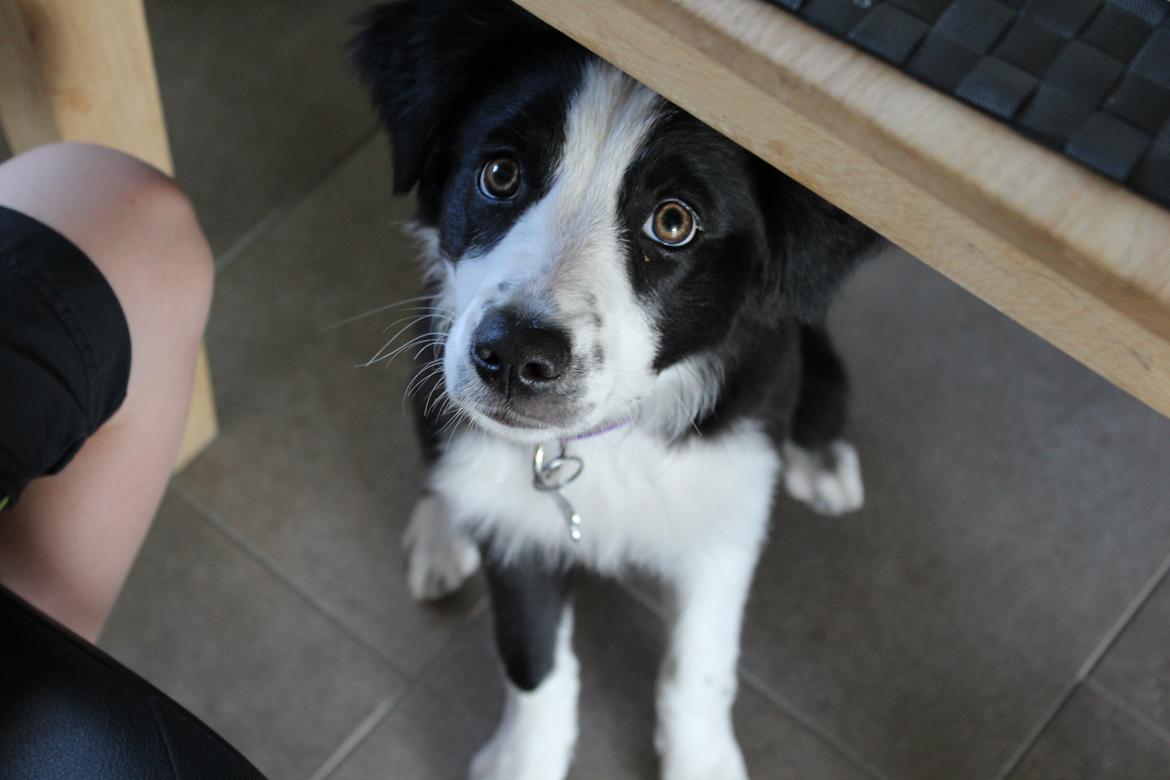 Border collie og labrador -Bailey billede 2