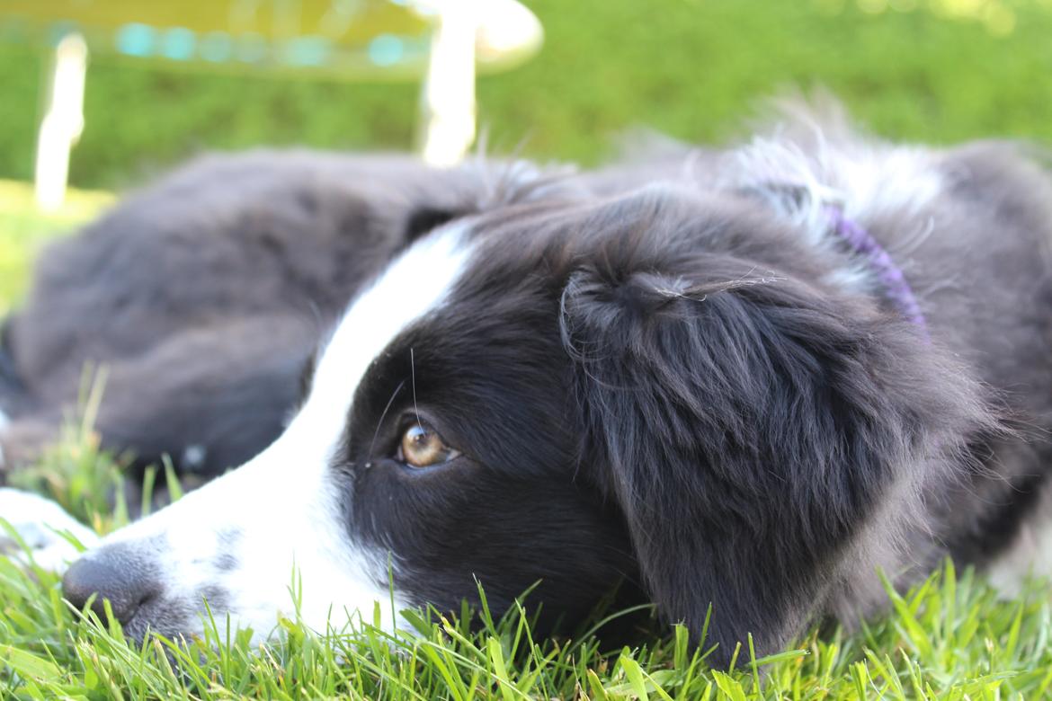 Border collie og labrador -Bailey billede 10