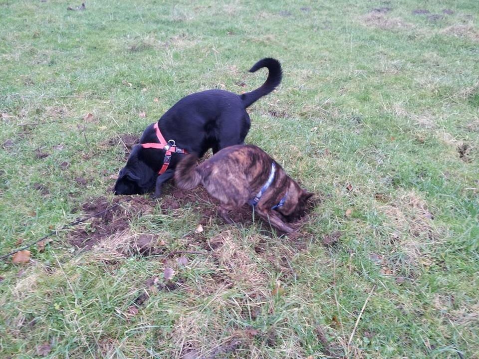 Blanding af racer Bella billede 20