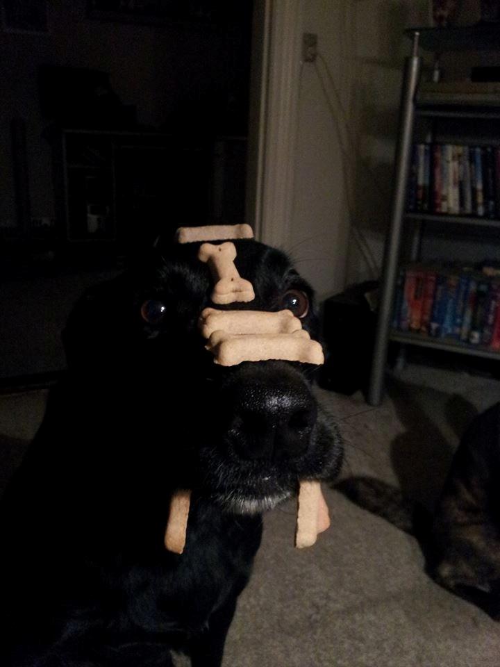 Blanding af racer Bella billede 22