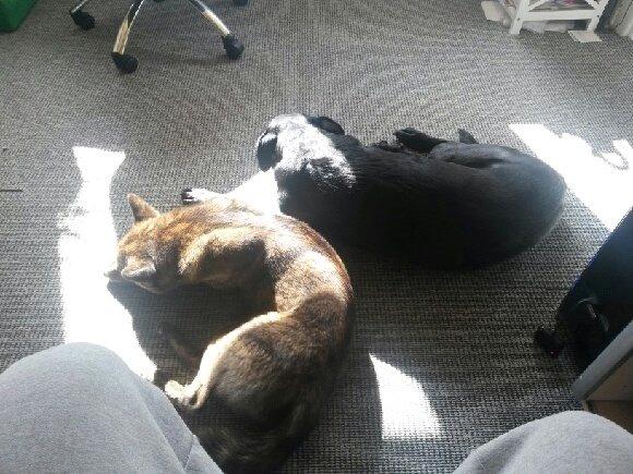 Blanding af racer Bella billede 23